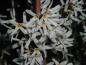Preview: Schneeforsythie - weiße Blüten im März
