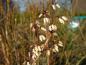 Preview: Vinterbuske, Abeliophyllum distichum