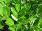Preview: Prunus laurocerasus Rotundifolia