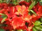 Preview: Großblumige Azalee orange-rot blühend, Azaleen verkaufen wir nur nach Farbe, daher ist das Foto nur beispielhaft