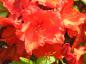 Preview: Großblumige Azalee orange-rot blühend, Azaleen verkaufen wir nur nach Farbe, daher ist das Foto nur beispielhaft