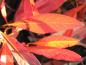 Preview: Sandkirsche - rotes Herbstlaub