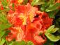 Preview: Großblumige Azalee orange blühend, Azaleen verkaufen wir nur nach Farbe, daher ist das Foto nur beispielhaft