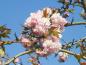 Preview: Japanskt hängkörsbär, Prunus serrulata Kiku Shidare Sakura, Körsbär Kiku shidare zakura