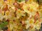 Preview: Großblumige Azalee gelb blühend, Azaleen verkaufen wir nur nach Farbe, daher ist das Foto nur beispielhaft
