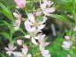 Preview: Prunus tenella, Rysk dvärgmandel