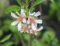 Preview: Prunus tenella, Rysk dvärgmandel