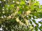Preview: Virginiahägg, Shuberthägg, Kanadensisk hägg, Prunus virginiana Shubert