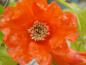 Preview: Die orange Blüte vom Granatapfel