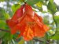 Preview: Orangerote Blüte von Punica granatum