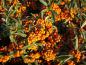 Preview: Pyracantha Orange Glow, eldtorn Orange Glow