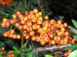 Preview: Die orange Beeren des Feuerdorns Orange Glow haften bis weit in den Winter am Strauch.