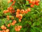 Preview: Feuerdorn Orange Glow - zierende orange Beeren