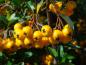 Preview: Pyracantha Soleil d'Or