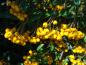Preview: Pyracantha Soleil d´Or mit Frucht