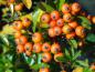 Preview: Die orangen Beeren der Feuerdornsorte Teton