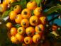 Preview: Pyracantha Teton mit orangem Fruchtschmuck