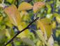 Preview: Triebspitze von Pyrus communis mit gelber Herbstfärbung