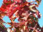 Preview: Rote Herbstfärbung bei der Scharlacheiche
