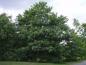 Preview: Ältere Einzelpflanze von Quercus coccinea