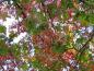 Preview: Grüne und rote Blätter der Scharlacheiche im Herbst