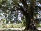 Preview: Alte Quercus ilex in Spanien