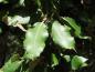 Preview: Ilexartige Blätter der Quercus ilex