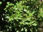 Preview: Saftiggrüne Blätter der Quercus ilex im Frühjahr