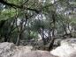 Preview: Steineichen im Kalkgestein der Serra de Tramuntana