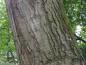 Preview: Quercus imbricaria