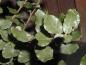 Preview: Kleine gezähnte Blätter der Korkeiche