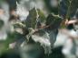 Preview: Triebspitze von Quercus suber