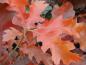 Preview: Atemberaubende Herbstfärbung der Quercus velutina