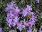 Preview: Zwerg-Alpenrose mit lila Blüten
