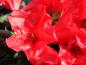 Preview: Rotblühende Zwerg-Alpenrose Scarlet Wonder