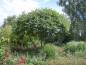 Preview: Der Essigbaum, Hirschkolbensumach besitzt einen schönen, schirmartigen Wuchsform