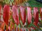 Preview: Der Essigbaum bekommt im Herbst eine rote Blattfärbung