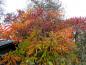 Preview: Ein ausgewachsener Essigbaum in gelb-roter Herbstfärbung