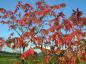 Preview: Essigbaum, Hirschkolbensumach - rotes Herbstlaub