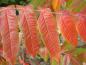 Preview: Rhus typhina im roten Herbstlaub