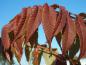 Preview: Schön gefärbtes Laub von Rhus typhina im Oktober