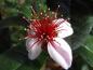 Preview: Blüte von Acca sellowiana