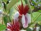Preview: Blüte der Brasilianischen Guave