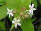 Preview: Sommerliche Blüte von Abelia triflora