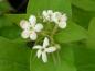 Preview: Weiße Blüten von Abelia triflora