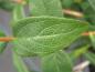 Preview: Das schöne Laub der Abelia triflora