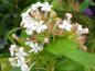 Preview: Abelia triflora in Blüte