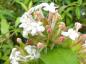 Preview: Himalaya-Abelie - Rosa Knospen und weiße Blüten