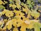 Preview: Leuchtend gelbe Blätter des Feldahorn