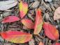 Preview: Bunt gefärbte Blätter des Nikko-Ahorns